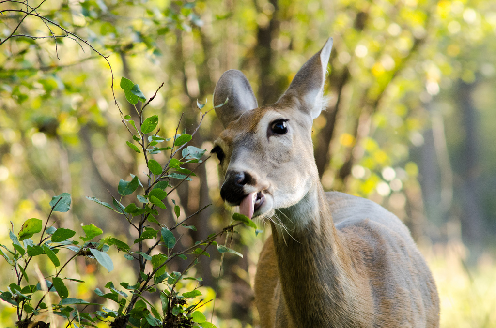 Les chevreuils aiment-ils trop votre jardin? – APLL